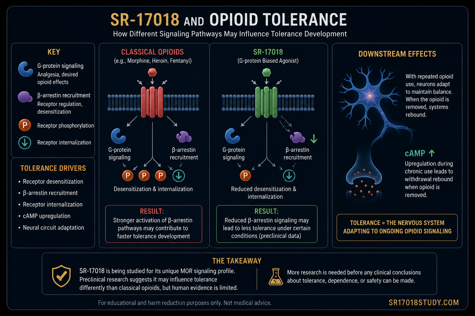 SR-17018 opioid tolerance infographic showing G-protein signaling, beta arrestin recruitment, receptor desensitization, and opioid tolerance pathways
